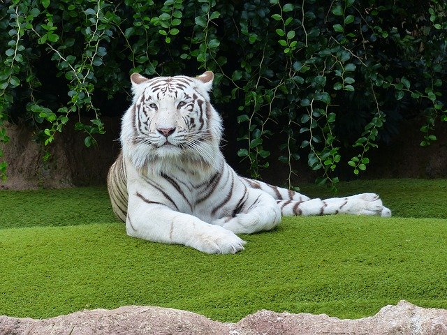 Harimau Putih