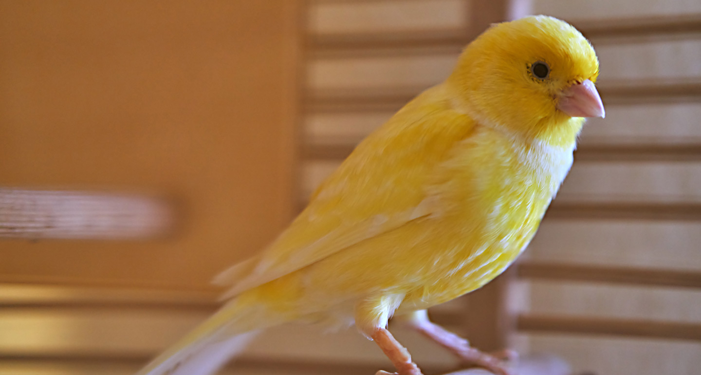 8 Top Lesser-Known Pet Bird Species